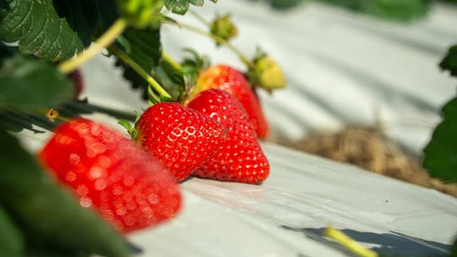 La Colonia Tovar se viste de rojo: Llega el Primer Festival de la Fresa 2026